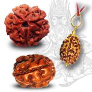 3 Mukhi Rudraksha